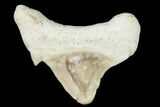 Pathological Shark (Otodus) Tooth - Morocco #108252-1